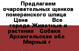 Предлагаем очаровательных щенков померанского шпица › Цена ­ 15 000 - Все города Животные и растения » Собаки   . Архангельская обл.,Мирный г.
